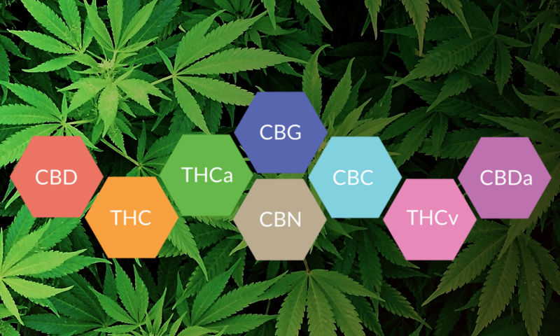 najbardziej popularnych kannabinoidów