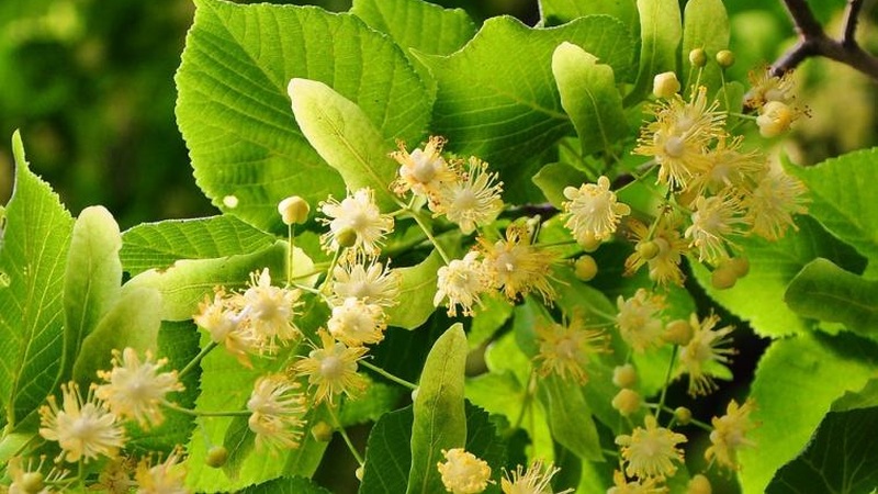 waporyzacja zioła lipa waporyzacja zioła lipa