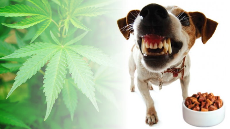 agresja psa CBD może ją łagodzić