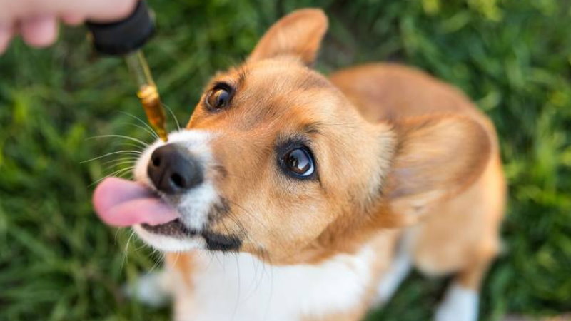 agresja psa CBD może ją łagodzić