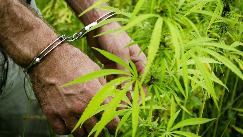 Zespół ds. Legalizacji Marihuany