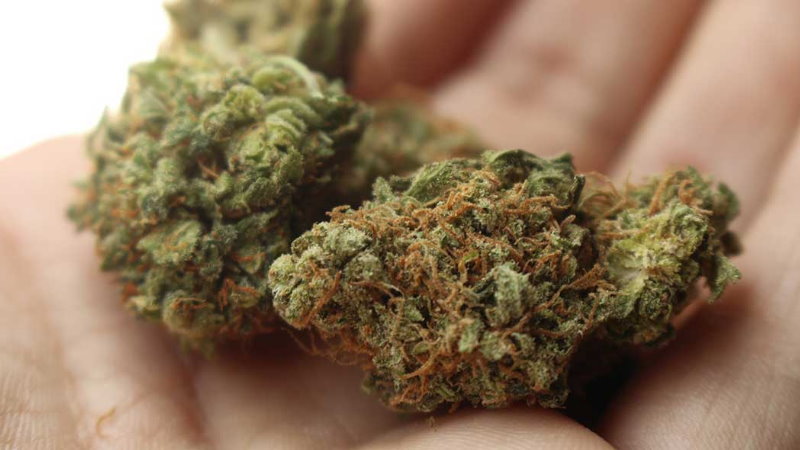 wskazania i przeciwwskazania do stosowania medycznej marihuany