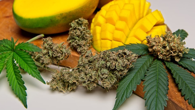 Odmiana medycznej marihuany Mango